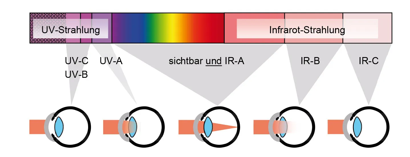 M080 Augenabsorption Credit Karl Schulmeister Georg Vees (1) Darstellung der Augenabsorption von optischer Strahlung