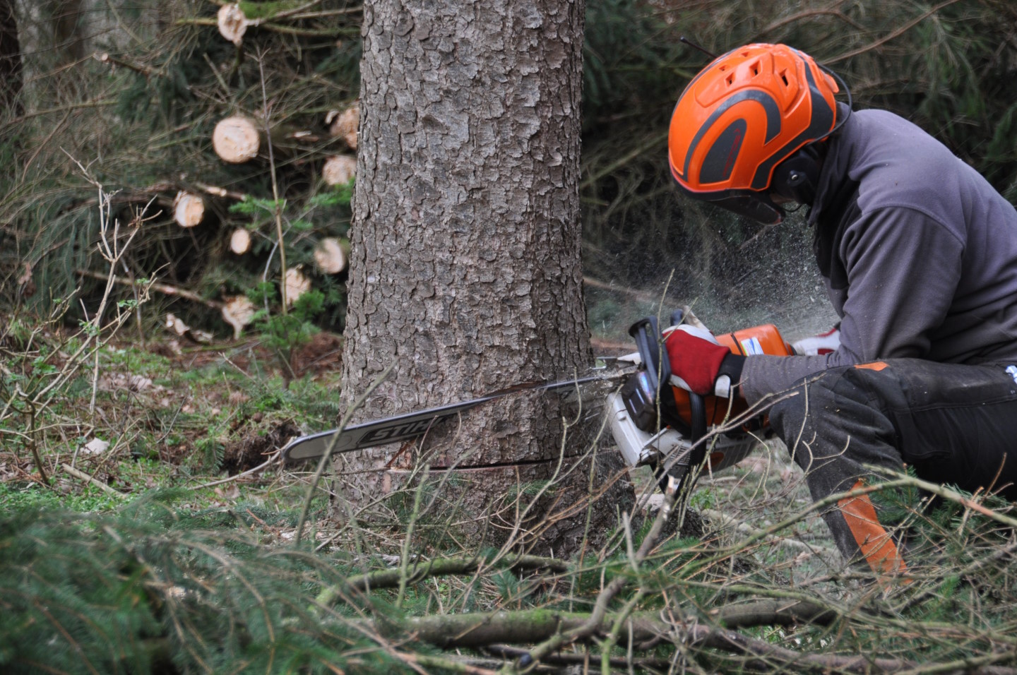 Ein Forstarbeiter sägt mit einer Motorsäge an einem Baum